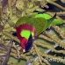 lory_collared_ps_ph_h_0203_fij1369.jpg